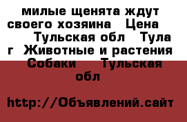 милые щенята ждут своего хозяина › Цена ­ 300 - Тульская обл., Тула г. Животные и растения » Собаки   . Тульская обл.